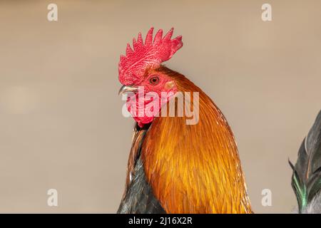 Portrait of a farmyard rooster on an educational farm. The AGF Educational Farm in Rhinau in Alsace. Stock Photo