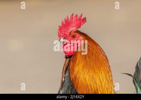 Portrait of a farmyard rooster on an educational farm. The AGF Educational Farm in Rhinau in Alsace. Stock Photo