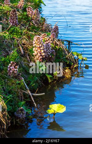 Butterbur flower growing on a rive bank. An early spring flower which likes moist damp ground