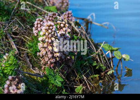 Butterbur  flowers growing on a river bank. An early spring flower which likes moist damp ground Stock Photo