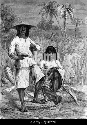 Chinese Coolies Working in Sugar Fields or Sugar Plantation Cuba. Vintage Illustration or Engraving 1860. Stock Photo