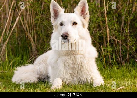 White Swiss Shepherd lying in green environment Stock Photo