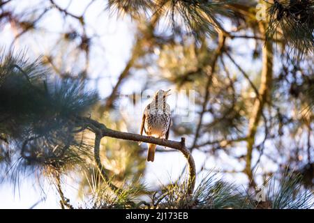 Hamburg, Germany. 01st Mar, 2021. A song thrush (Turdus philomelos) sits in a conifer tree and sings. Credit: Jonas Walzberg/dpa/Alamy Live News Stock Photo