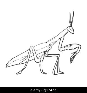 Hand drawing, sketch, mantis on a white background. Isolated Stock Vector
