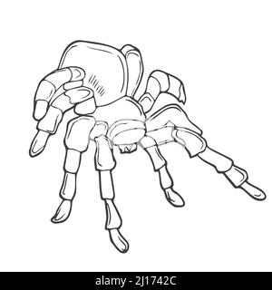 Close up macro shot of a spider in linear style vector illustration. line drawing of spider silhouette isolated on white background. Spider for backgr Stock Vector