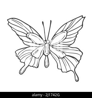 Outline drawing of butterfly. Vector illustration. Black line. Stock Vector