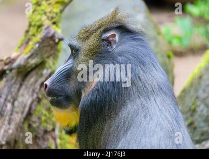 Profile Close-up view of a male Mandrill (Mandrillus sphinx) Stock Photo