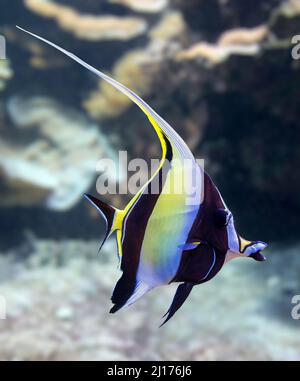 Close-up view of a Moorish idol (Zanclus cornutus) Stock Photo