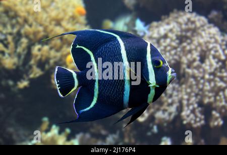 Close-up view of a juvenile French angelfish (Pomacanthus paru) Stock Photo