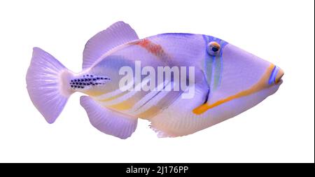 Lagoon triggerfish (Rhinecanthus aculeatus) isolated on white background Stock Photo