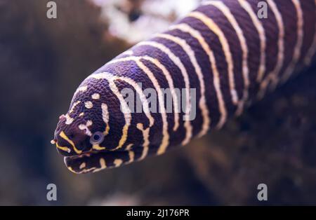 Close-up view of a zebra moray (Gymnomuraena zebra) Stock Photo