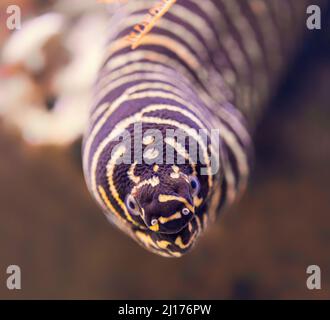 Frontal Close-up view of a zebra moray (Gymnomuraena zebra) Stock Photo