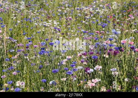 Multicolored variations flowers in a field during summer Stock Photo