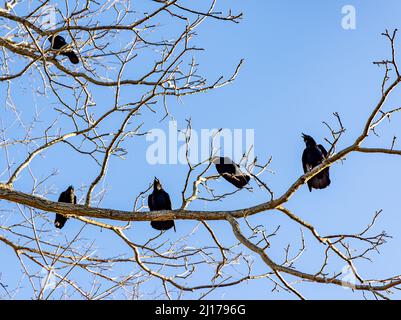 detail image of five crows on a tree limb with a blue background Stock Photo