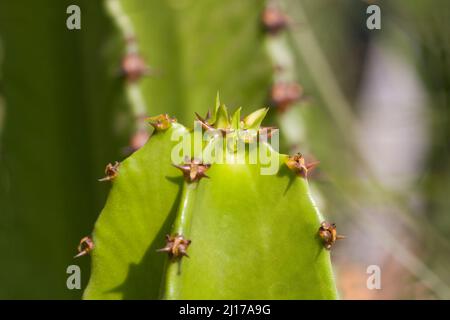 spiked cactus stem top in summer Stock Photo