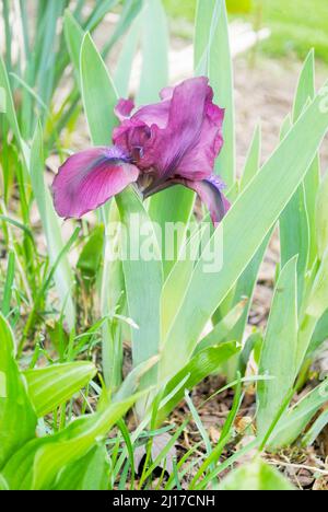 Purple Iris Blooming in a Spring Garden Bed Stock Photo