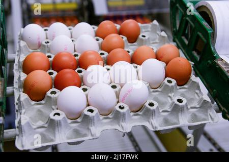 GERMANY, hen farm and egg production / DEUTSCHLAND, Legehennenbetrieb Brunnenhof, Eierproduktion, Sortierung, Verpackung und Vertrieb frischer Hühnereier Stock Photo