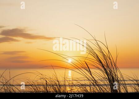 Sun setting over Atlantic Ocean with blades of grass in foreground Stock Photo