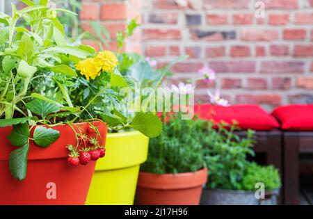 Herbs, marigolds and strawberries cultivated in balcony garden Stock Photo