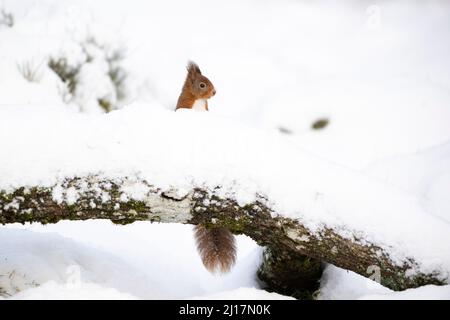 Red squirrel (Sciurus vulgaris) peeking from behind snow-covered branch Stock Photo