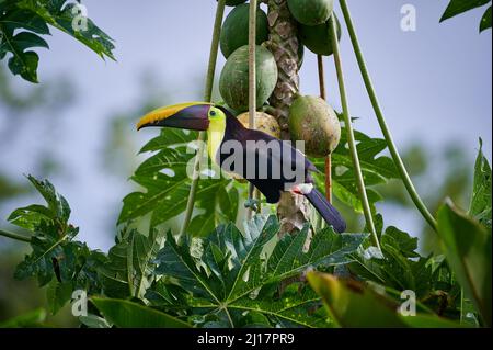 chestnut-mandibled toucan or Swainson's toucan (Ramphastos ambiguus swainsonii) steeling Papaya (Carica papaya) Corcovado National Park, Osa Peninsula Stock Photo