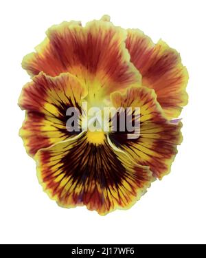 Viola tricolor pansy. Pansies flower. Vector illustration. Stock Vector
