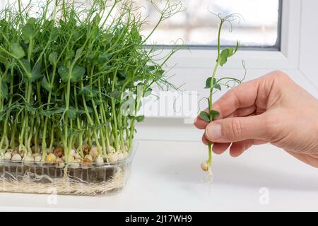 Juicy young shoots of pea microgreens on the windowsill close-up. Growing seeds at home in winter. Production of environmentally friendly vitamin nutr Stock Photo