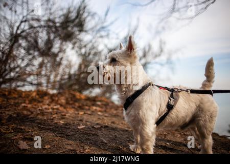 West highland white terrier male dog in harness standing outdoor with twigs hanging on mouth hair Profile view with branches in background Stock Photo