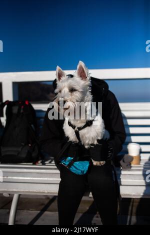 Dog on man knees Man hugging dog Man holding dog in arms on knees Person sit on bench with dog on knees on sunny day West highland white terrier dog Stock Photo