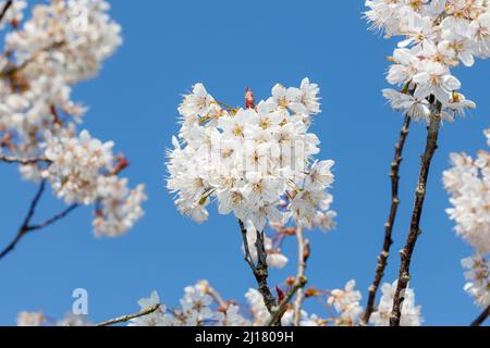 Cherry blossom in spring time, Sussex, UK Stock Photo