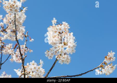 Cherry blossom in spring time, Sussex, UK Stock Photo