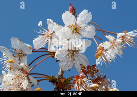 Cherry blossom in spring time, Sussex, UK Stock Photo