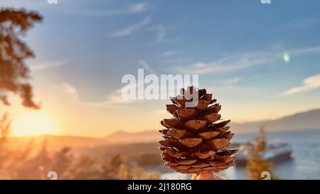 The close-up shot of  fingers holding a small pine and a sunrise blurred  view in the background Stock Photo