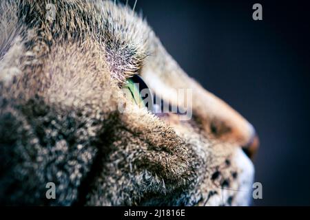 A tabby cat with green eyes looking up Stock Photo