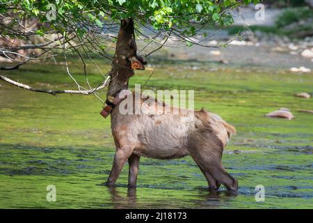 A closeup shot of a deer eats leaves in a forest Stock Photo