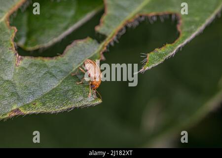 Grape Colaspis beetle eating soybean plant leaf. Agriculture crop insect and pest control and management concept. Stock Photo