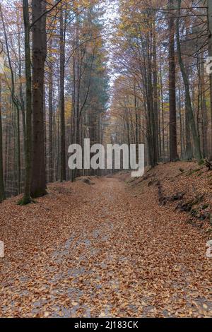Forrest road covered by golden foilage in autumn, Bavarian Forrest National Park, Germany Stock Photo