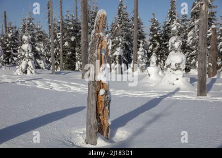 Dead tree stump at a hiking trail to Mount Lusen in the Bavarian Forrest National Park covered by ice and snow on a cold but blue-sky sunny day Stock Photo