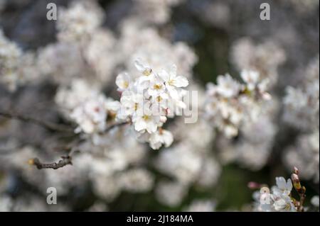 Washington, United States. 23rd Mar, 2022. Cherry blossoms bloom along the Tidal Basin in Washington, DC on Wednesday, March 23, 2022. The National Parks Service announced the blossoms hit peak bloom on Monday, which is 10 days ahead of the 30 year average of March 31. Photo by Bonnie Cash/UPI Credit: UPI/Alamy Live News Stock Photo