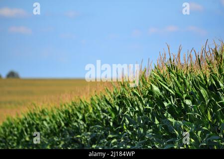 Burlington, Illinois, USA. An abundant, mature corn crop within a sea of corn in this late summer scene in northeastern Illinois. Stock Photo