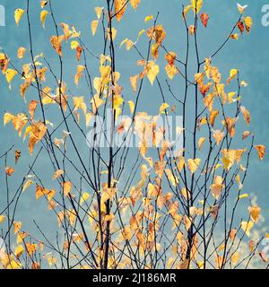 Autumn deciduous woodland containing many Birch trees in the beautiful forests and woodlands of Cannock Chase an Area of Outstanding Natural Beauty, s Stock Photo