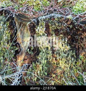 Forest detritus semi abstract close up of variety of fallen pine leaves, fundi, Moss, and pixie cup Lichen, on tree stump woodland in Autumn Stock Photo