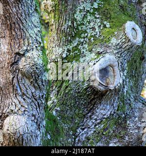 Old English Oak tree with battle scars in shades of Green on bark of trunk colonised with many algae mosses and fungi Gwydir forest North Wales Stock Photo