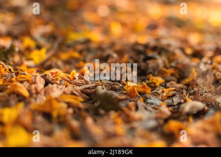Natural background of fallen leaves and flower on the ground during autumn season. Used selective focus. Stock Photo