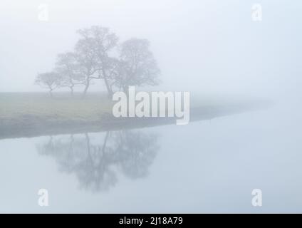 A small copse of trees is reflected in the calm waters of the River Wharfe during a morning of thick fog and minimalist conditions. Stock Photo