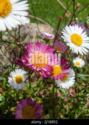 UK, England. Mexican Fleabane or Wall Daisy, (Erigeron karvinskianus) growing on a wall in Devon. Stock Photo