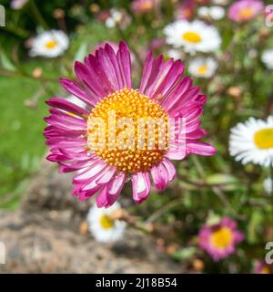 UK, England. Mexican Fleabane or Wall Daisy, (Erigeron karvinskianus) growing on a wall in Devon. Stock Photo