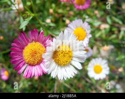 UK, England. Mexican Fleabane or Wall Daisy, (Erigeron karvinskianus) growing on a wall in Devon. Stock Photo