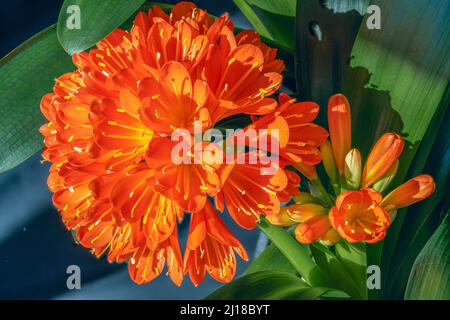 stuning Clivia Miniata bloom with bright orange petals and yellow stamens arranged in a cluster. Stock Photo