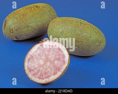 Three potatoes of purple variety Violetta isolated on blue background Stock Photo